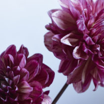 ikeda_010