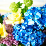 6月　梅雨と紫陽花　花の撮影