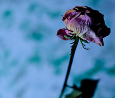 薔薇