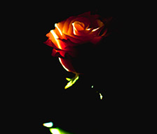 薔薇３