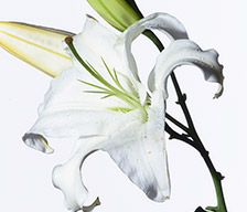 百合